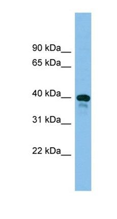 Tsc22d4 antibody