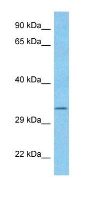 TSG10 antibody