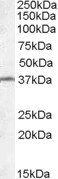 Goat anti-TSGA2 Antibody