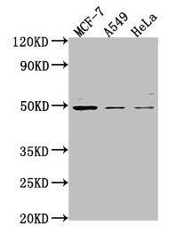 TSKU antibody