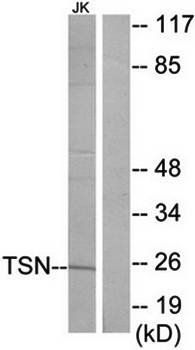 TSN antibody