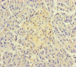 TSNARE1 Antibody