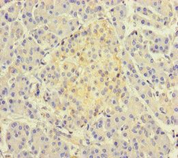 TSNARE1 antibody