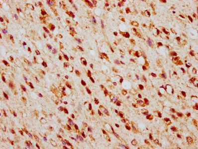 TSNAX Antibody