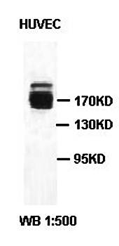 TSP1 antibody