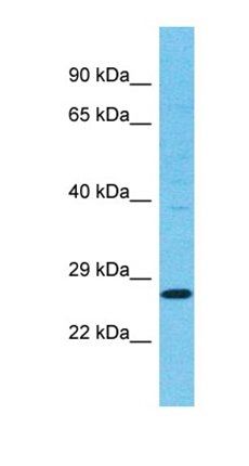 TSPAN11 antibody