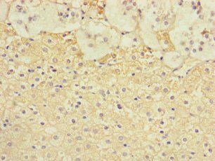 TSPAN14 Antibody