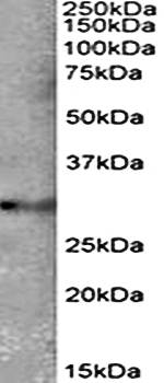 Goat anti-TSPAN14 Antibody