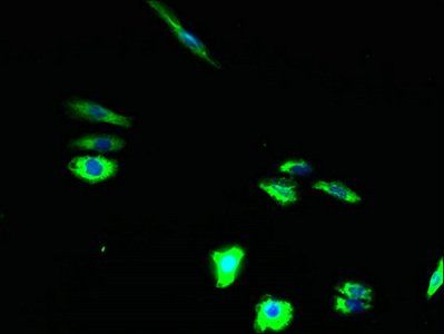 TSPAN15 Antibody