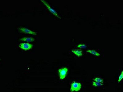 TSPAN15 antibody