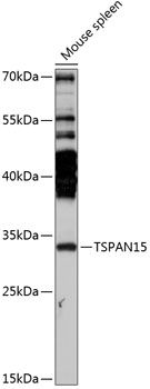 TSPAN15 antibody