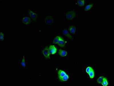 TSPAN16 antibody