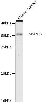 TSPAN17 antibody