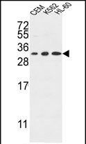 TSPAN2 antibody