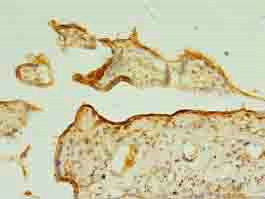 TSPAN31 Antibody