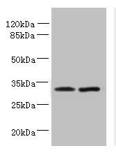 TSPAN5 Antibody