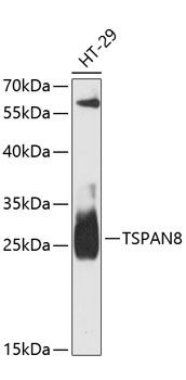 TSPAN8 antibody