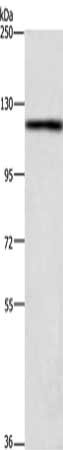 TSPYL2 Antibody