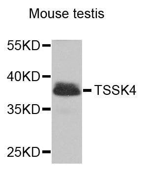 TSSK4 antibody