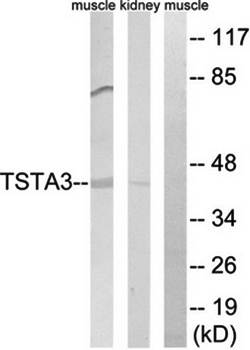 TSTA3 Antibody