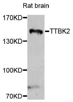 TTBK2 antibody