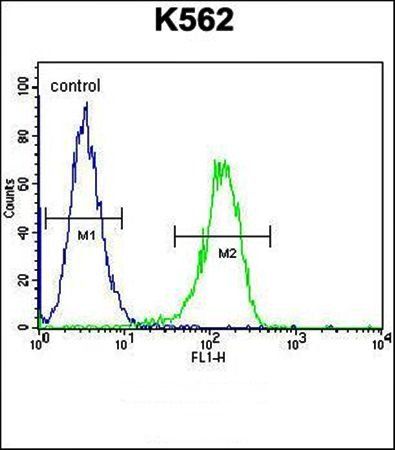 TTBK2 antibody