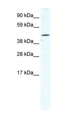TTC19 antibody