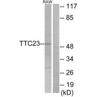 TTC23 antibody