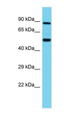 TTC25 antibody