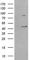 TTC32 antibody