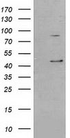 TTC32 Antibody