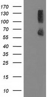 TTC32 antibody