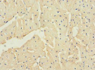 TTC32 Antibody