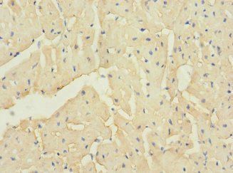 TTC32 antibody