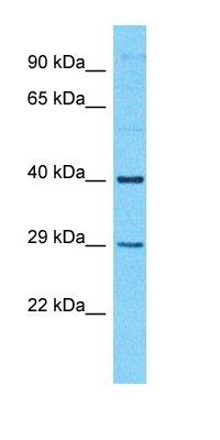 TTC34 antibody