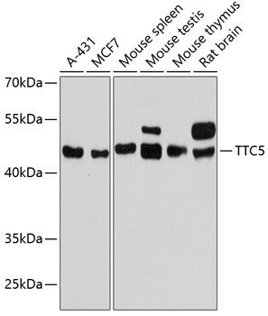 TTC5 antibody