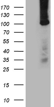 TTC7A antibody