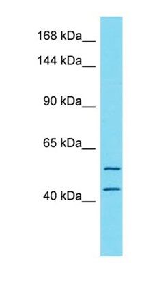TTC7A antibody