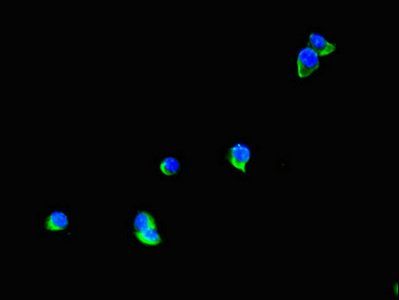 TTI1 antibody