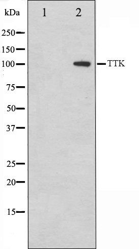 TTK antibody