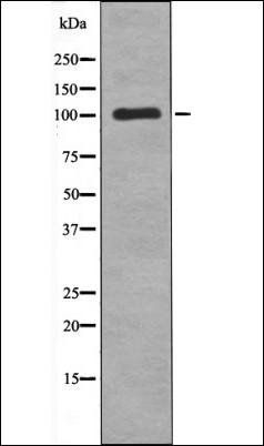 TTK (Phospho-Thr676) antibody