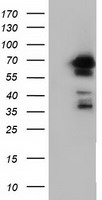 TTLL12 Antibody