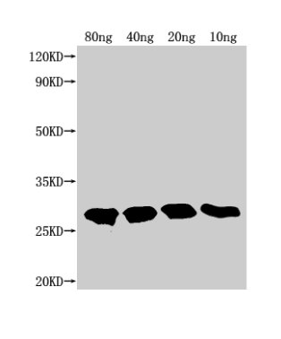 TTYH2 Antibody