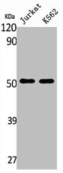 TUBA1A antibody