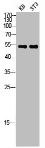 TUBA1A/TUBA1B Antibody