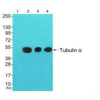 TUBA1A antibody