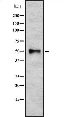 TUBA1B antibody