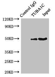 TUBA1C antibody
