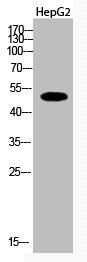 TUBA1C (K112) antibody