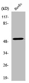 TUBA3C/TUBA3E Antibody
